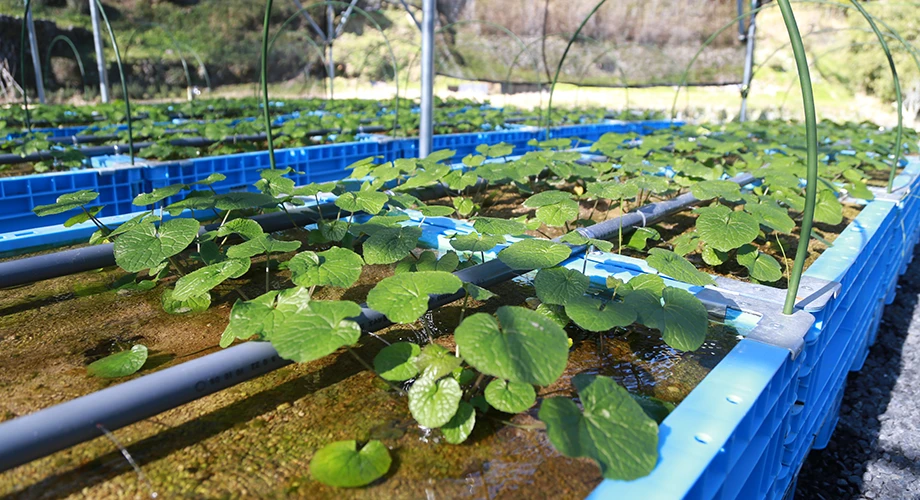 わさびの水耕栽培を始めました