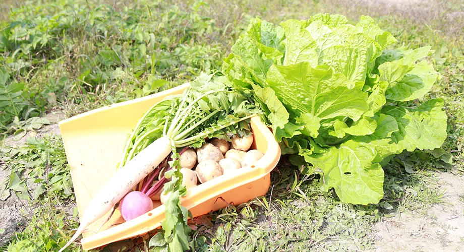 おいしく、安全な野菜をお届け